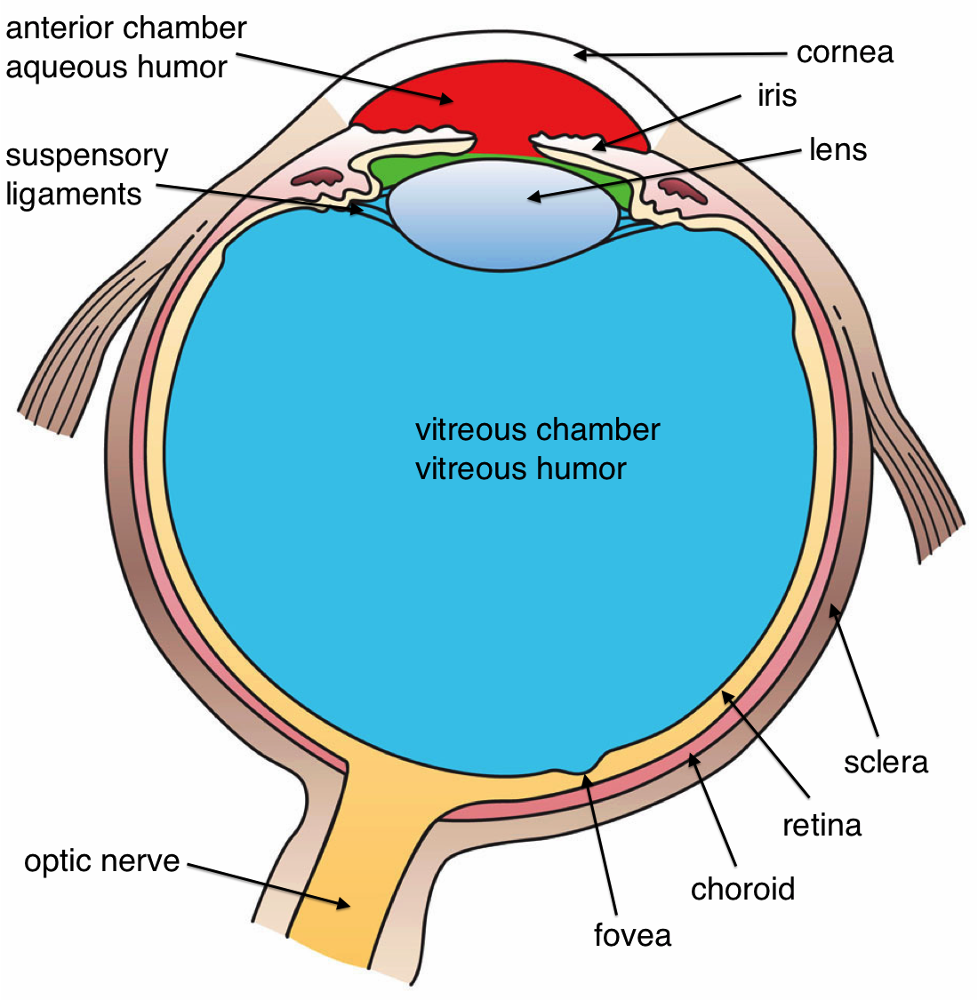 ../../_images/3_05_Three_Internal_chambers_of_the_Eye.png