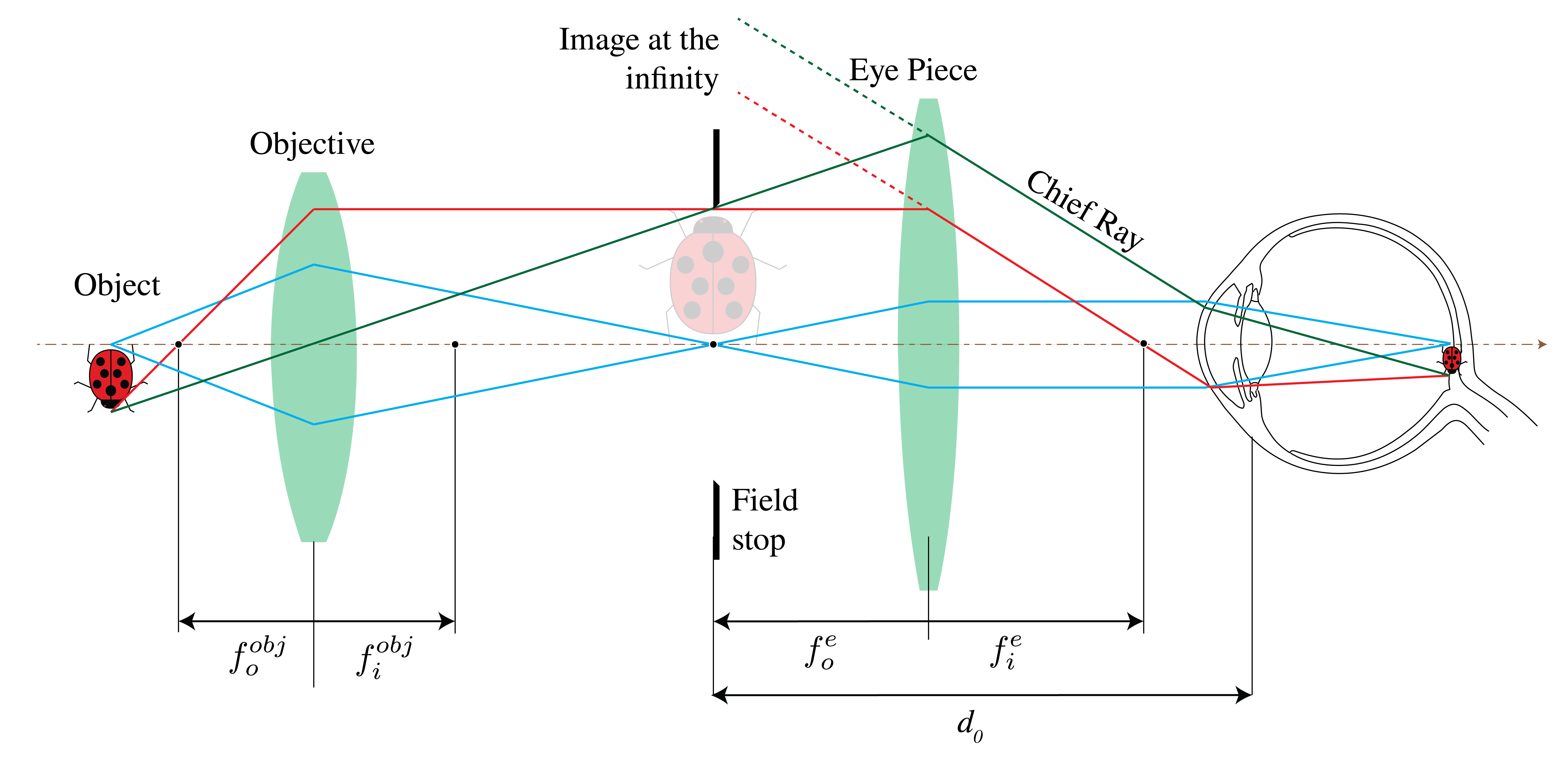 ../../_images/3_11_Compound_Microscope.png